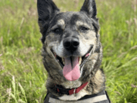 RSPCA centre re-homes 500 animals throughout the year