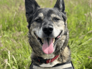 RSPCA centre re-homes 500 animals throughout the year