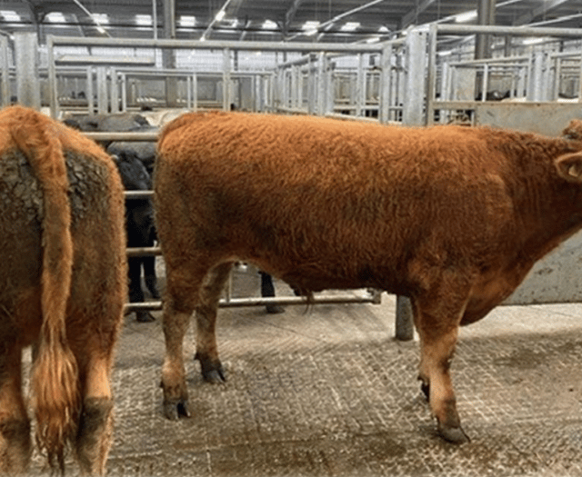 Holsworthy Livestock Market Report: Wednesday, October 1