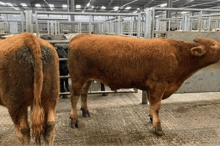 A Non-FA 17mth old South Devon x Angus steer from PJ Marjason of Torrington topping the day at £2200.