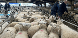Hallworthy Livestock Market Report: Thursday, October 2