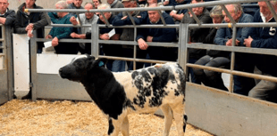Holsworthy Livestock Market Report: Wednesday, October 8
