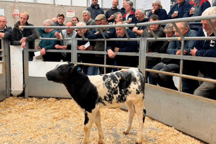 Another big show of rearing calves making it 1026 calves some in Holsworthy
in a fortnight.