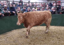 Hallworthy Livestock Market Report: Thursday, October 23