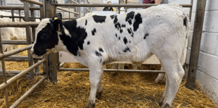 Holsworthy Livestock Market Report: Wednesday, October 22