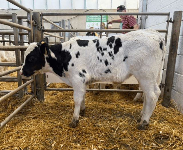 Holsworthy Livestock Market Report: Wednesday, October 22