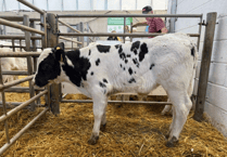 Holsworthy Livestock Market Report: Wednesday, October 22