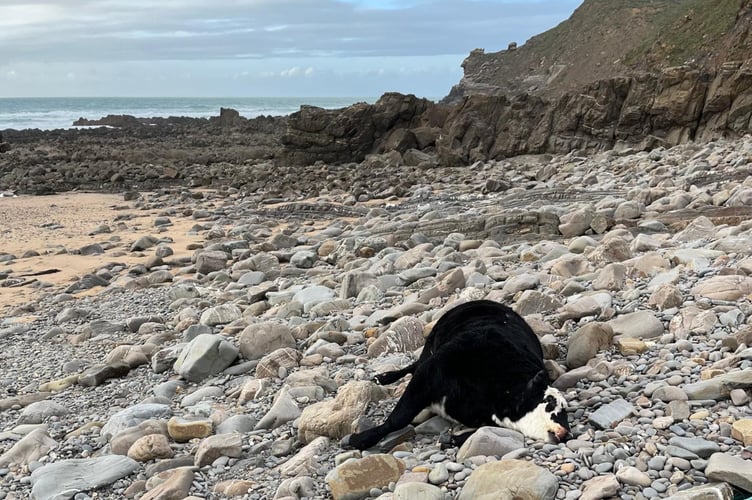 Northcott Mouth Dead Calf