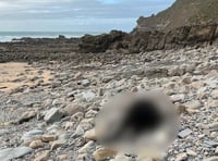 Dead calf on North Cornwall beach sparks outrage 