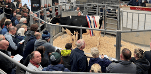 Holsworthy Livestock Market Report: Wednesday, October 29