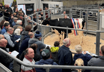 Holsworthy Livestock Market Report: Wednesday, October 29