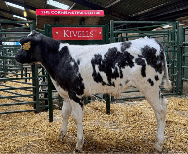 Hallworthy Livestock Market Report: Thursday, October 30