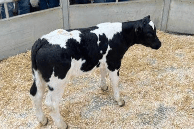 357 Calves averaging an impressive £337 per head.