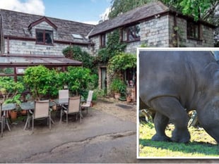 Rhinos set to replace horses at Launceston venue