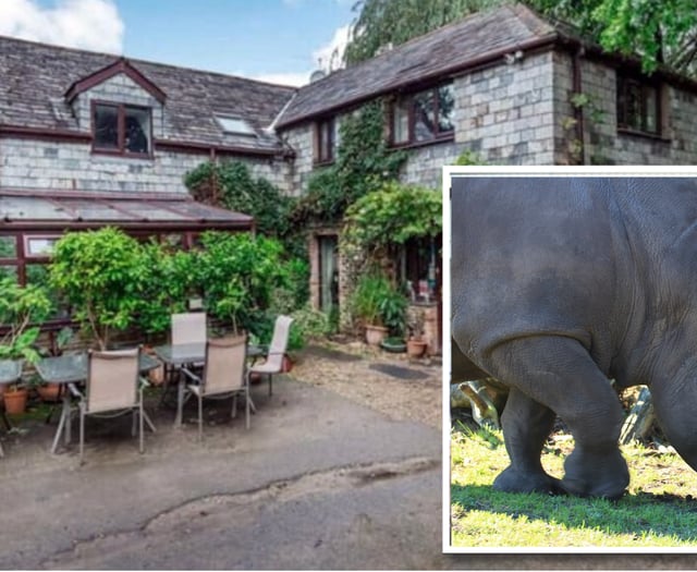 Rhinos set to replace horses at Launceston venue