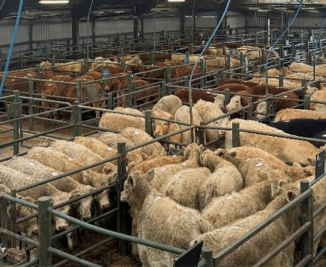 Hallworthy Livestock Market Report: Thursday, November 6