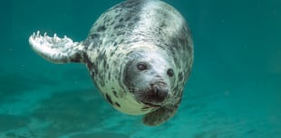 Cornish Seal Sanctuary mourns the loss of beloved resident