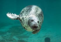 Cornish Seal Sanctuary mourns the loss of beloved resident
