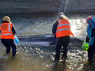 Baby whale stranded in mouth of river on Cornish coast
