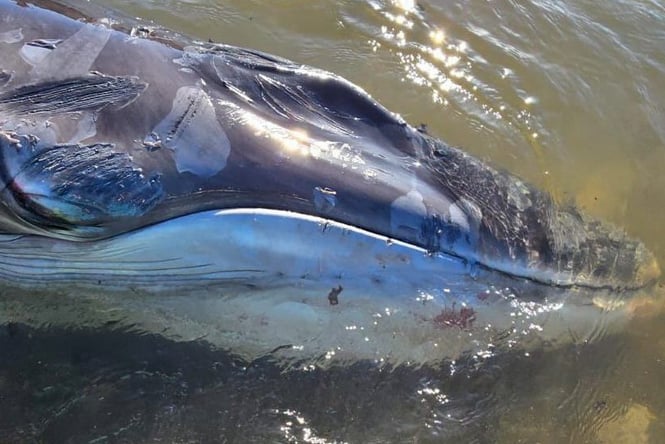 The baby whale became stranded at Pentewan, near Mevagissey. (Picture: British Divers Marine Life Rescue)