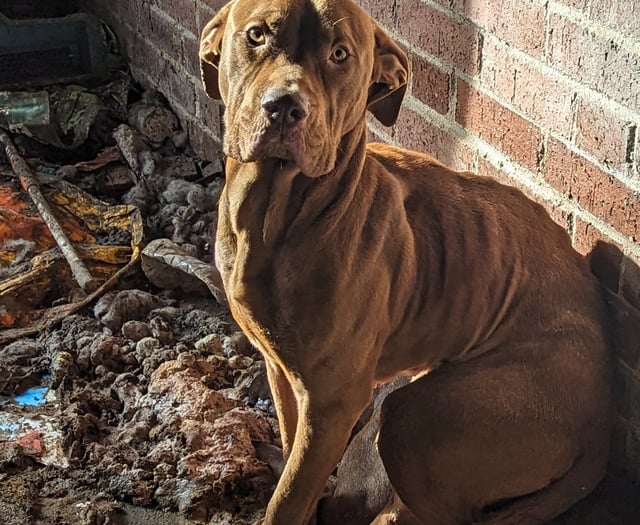 Reports of animals being abandoned on the rise