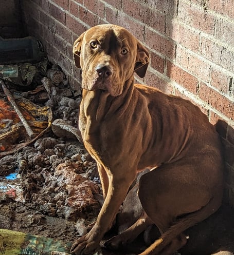 Layla is just one of the animals saved by the RSPCA in recent years.  She was rescued by RSPCA officers from a filthy, faeces-filled and rubbish garage. Tragically, a second dog was found dead beside her (Picture: RSPCA)