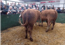 Hallworthy Livestock Market Report: Thursday, November 20