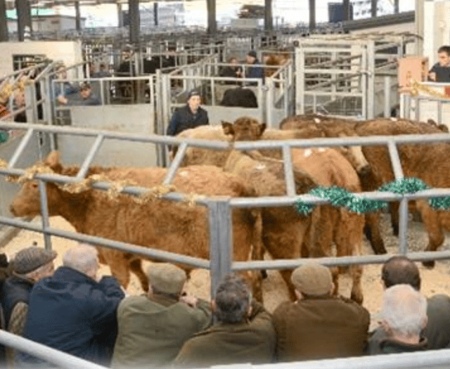 Holsworthy Livestock Market Report: Wednesday, November 26