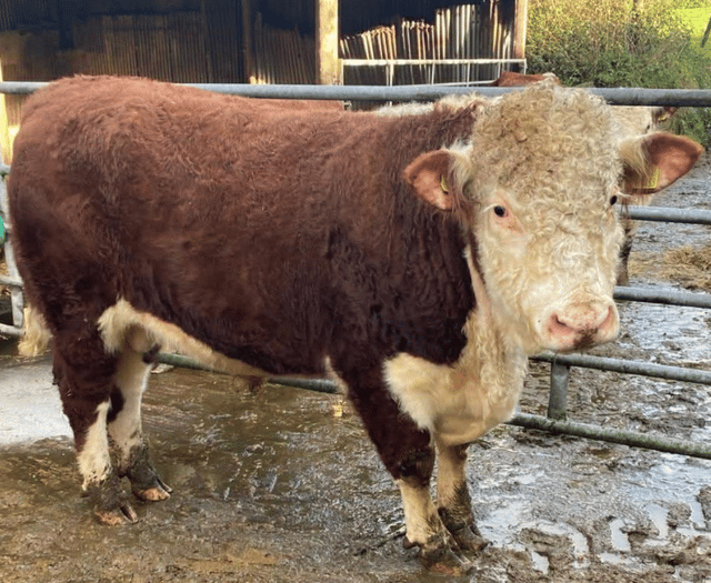 Hallworthy Livestock Market Report: Thursday, November 27