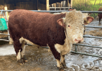 Hallworthy Livestock Market Report: Thursday, November 27