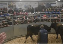 Holsworthy Christmas Show and Sale Livestock Market Report: Wednesday, December 3