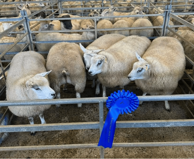Hallworthy Livestock Market Report: Thursday, December 4