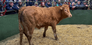 Hallworthy Livestock Market Report: Thursday, December 11