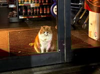 Cat burglar is the real deal at Tesco store