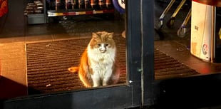 Cat burglar is the real deal at Tesco store