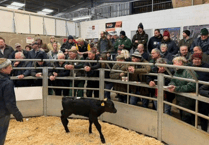 Holsworthy Livestock Market Report: Wednesday, December 17