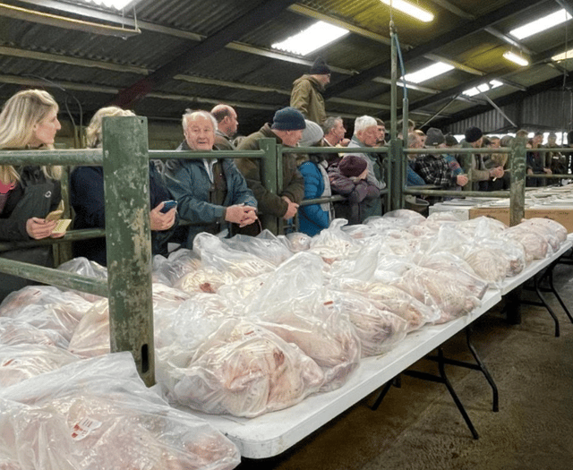 Hallworthy Livestock Market Report: Thursday, December 18