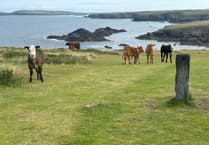 Cornish farmer fined after elderly dog walker attacked by cows