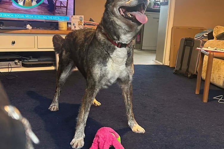 Lulu has already settled in and claimed her own spot on the sofa at her new home (Picture: RSPCA Cornwall)