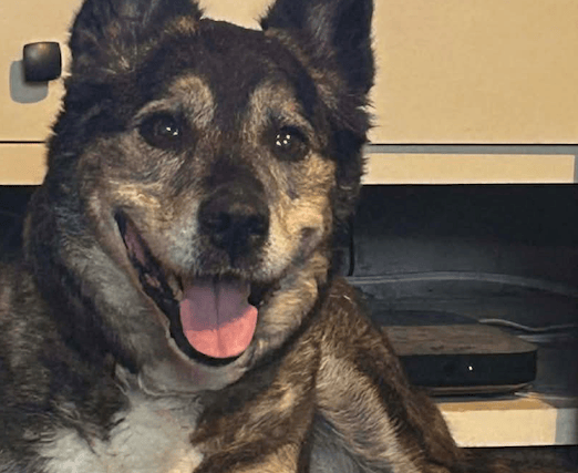 Rescue dog finds forever home in time for Christmas