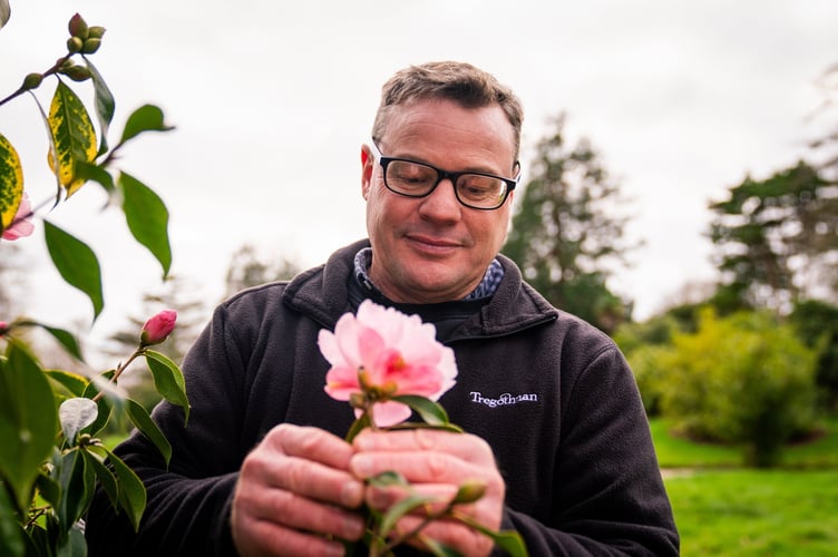 Neil Bennett head gardener counts the Camellia salutation in flower at Tregothnan, Cornwall Christmas Flower Count 2025. 199 different plants in flower and the most since 1334. Stunning photos from the Tregothnan Christmas flower count reveals 'no frost in the forecast'.Tregothnan, in Truro, has also released the list of species actually in flower for the first time - which is the most recorded since 1334.Its 2025 flower count has revealed 199 different plants in flower.In addition to the ornamental flowers and botanical rarities, there are 31 varieties of tea ( Camellia) with late blooms from an extended autumn flowering.The flowers range from Rhododendron âCynthiaâ to Buddleja cordata, Geranium maderense and Camellia japonica cultivar.