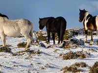 In Pictures: Your photographs of Cornwall in the snow