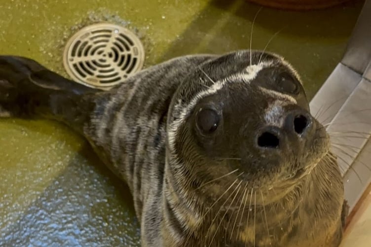 Muse the Cornish Grey Seal pup