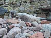 Cornish seal pup saved after 120km journey 
