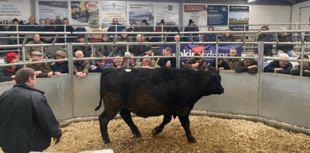 Holsworthy Livestock Market Report: Wednesday, January 7