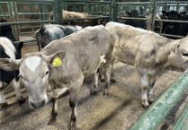 Hallworthy Livestock Market Report: Thursday, January 8