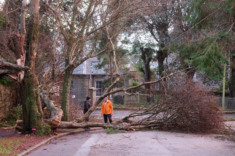 Trees down in Penzance following Storm Goretti. Photo by Penzance Council