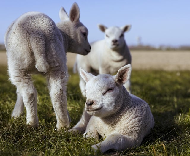 Farmers battling  ‘a perfect storm’ of nutritional challenges