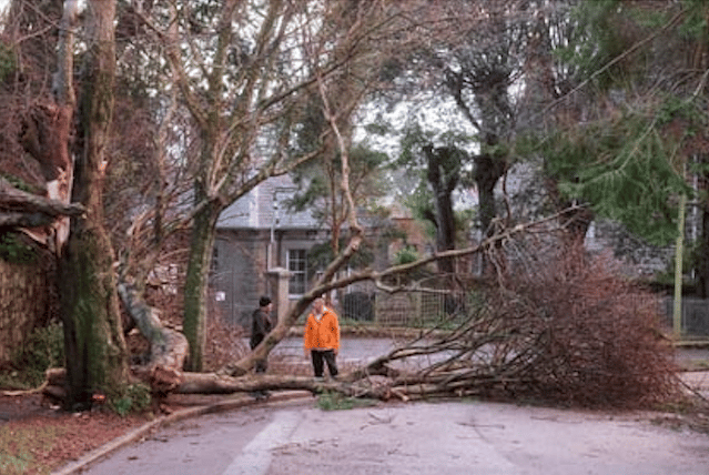A number of trees have come down across school sites