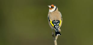 World’s largest garden wildlife survey returns 